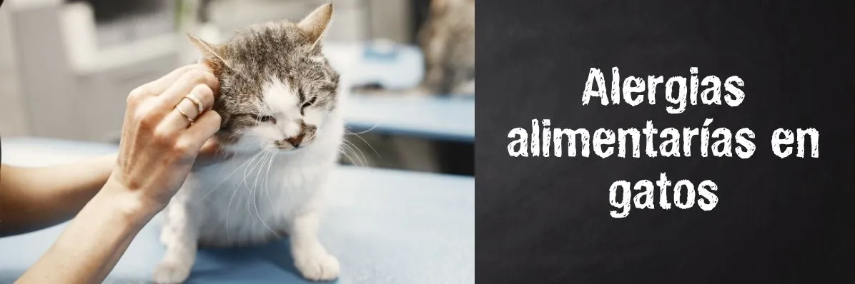 Alergias alimentarias en gatos